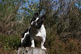 BOULEDOGUE FRANCAIS 823